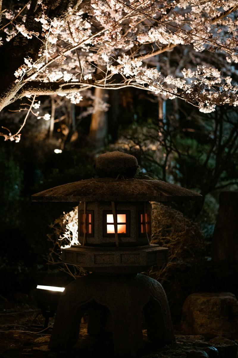 夜樱庭灯